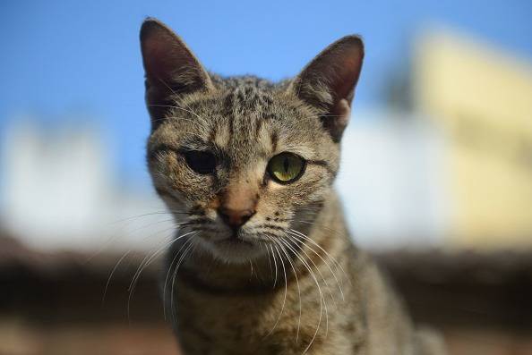 Ojos de gato