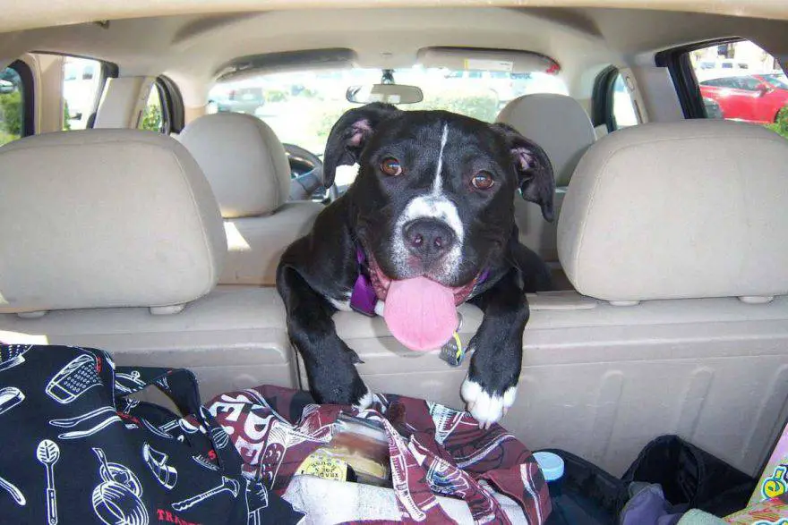 olor a perro coche