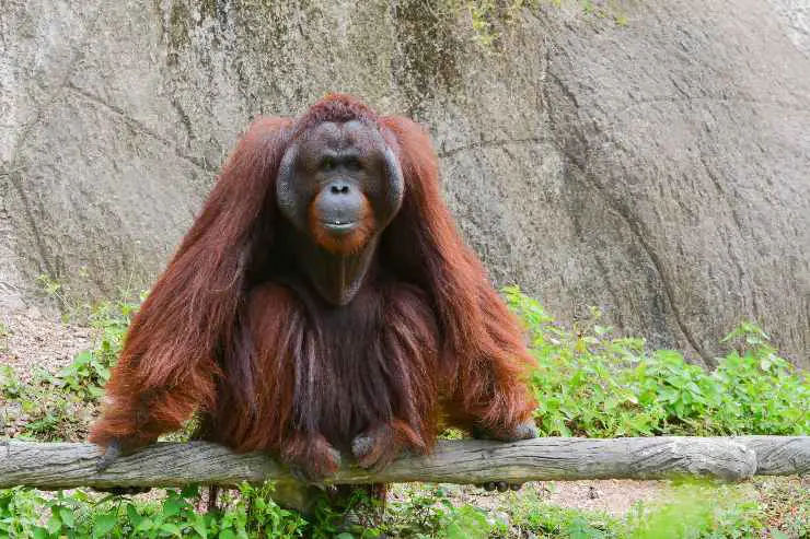 Orangután