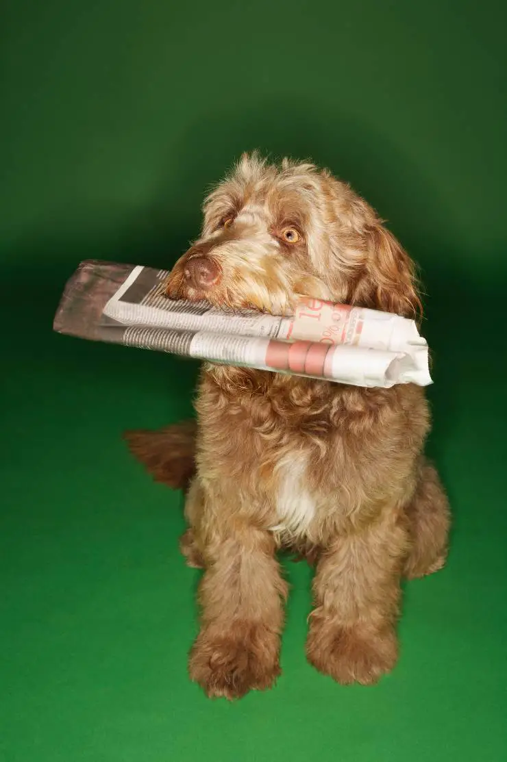 Cachorro de Otterhound
