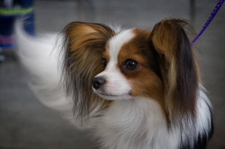 Papillon Dog Un Elegante Perro De Juguete Con Una Apariencia Noble Vida Con Mascotas