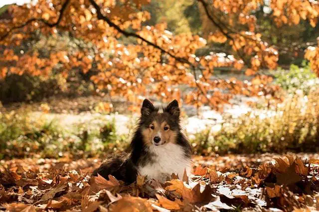 perro de otoño