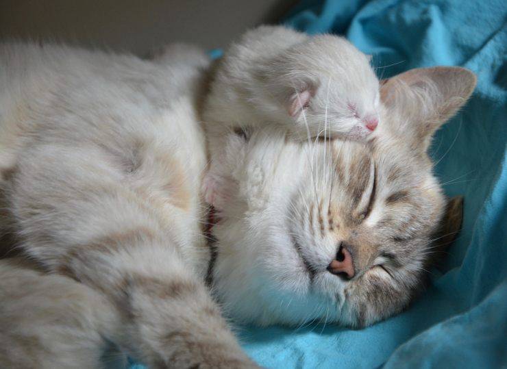 nacimiento de gato difícil