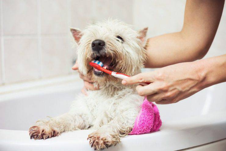 Pasta de dientes para perros DIY