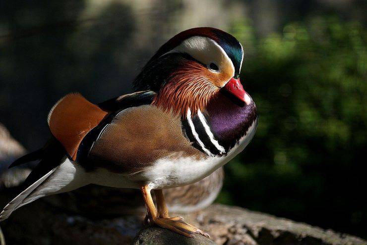 Pato