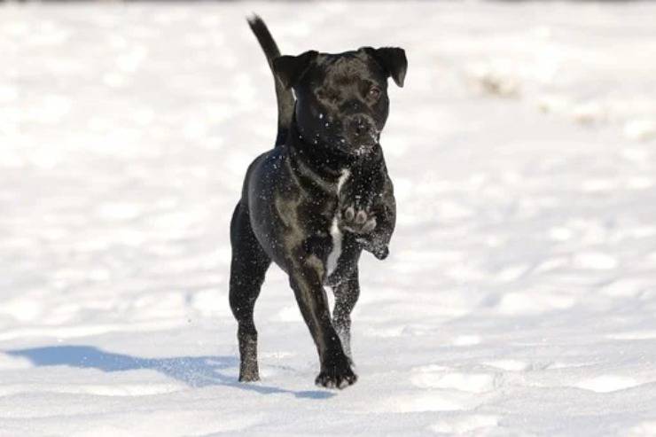 Patterdale Terrier adulto