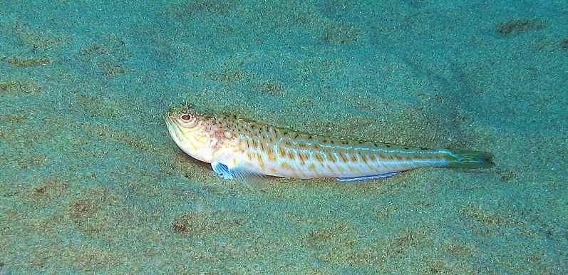Peces peligrosos