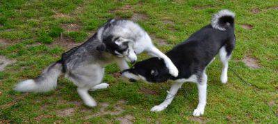 Pelea entre perros