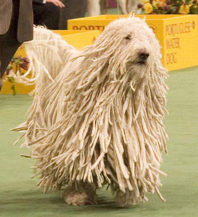 komondor-2