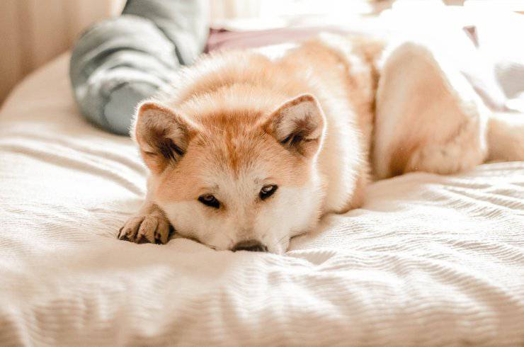 perro afligido
