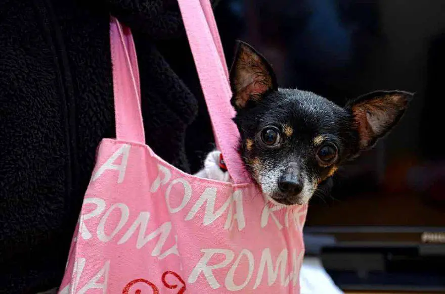 bolso de perro de juguete