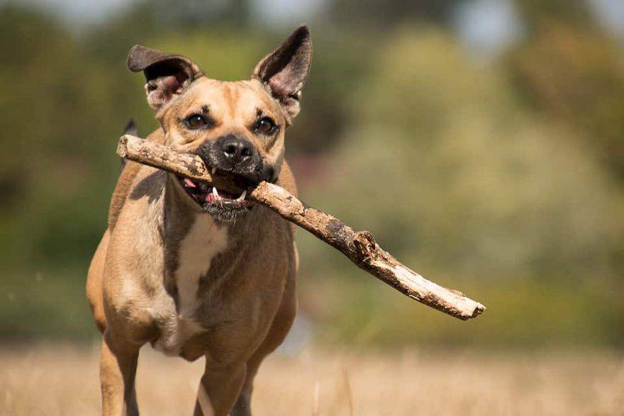 adiestramiento de perros de raza mixta