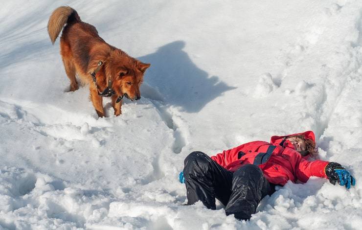 Perro de rescate de montaña