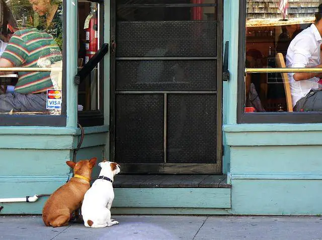 Perro en el restaurante