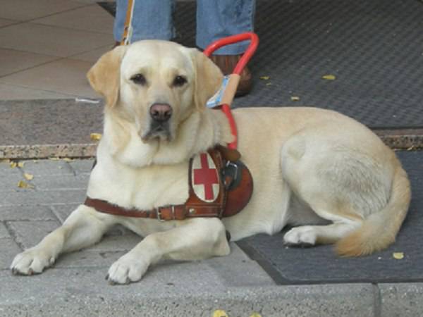 perro previene ataques epilépticos