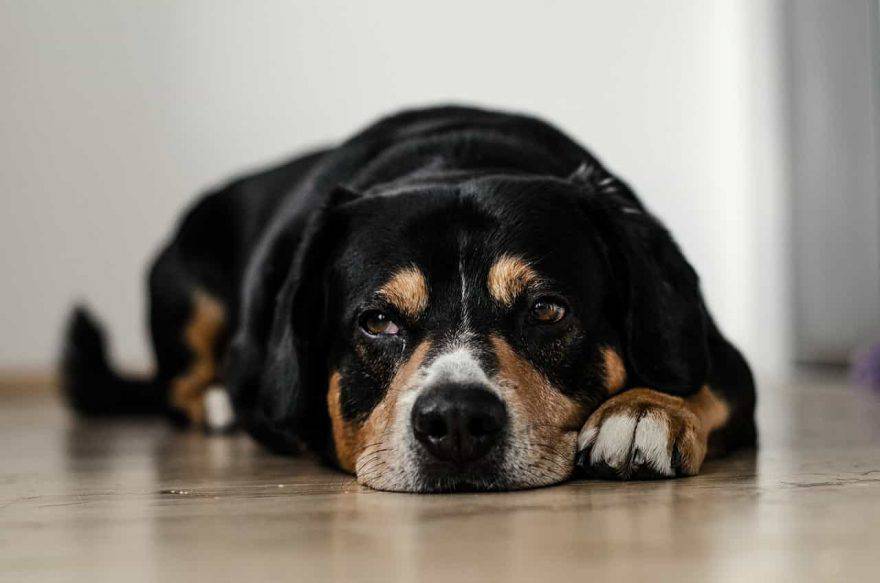 perro que regresa de la jubilación