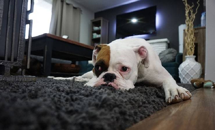 perro se disculpa