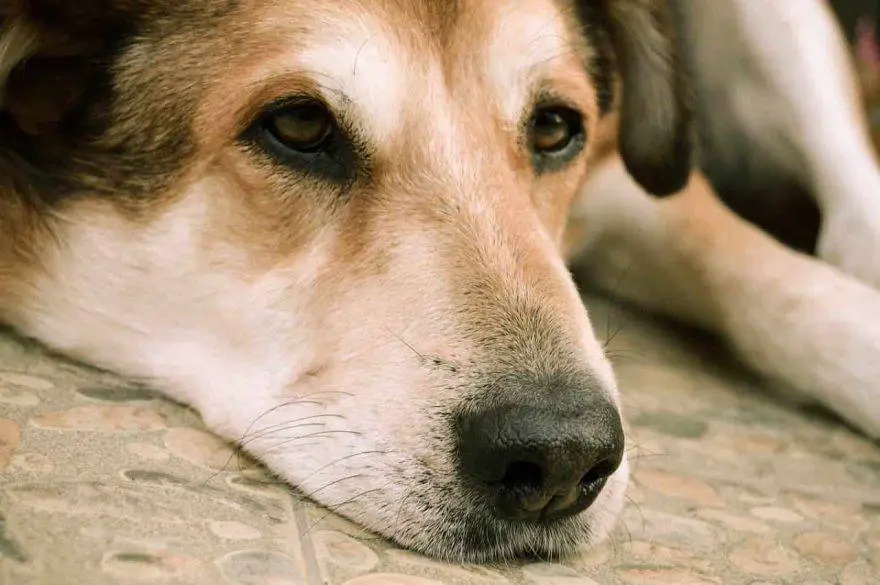 Causas y soluciones del perro triste