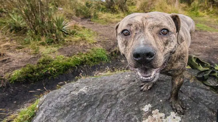 Perro y humedad: riesgos e inconvenientes Perro y humedad: riesgos e inconvenientes