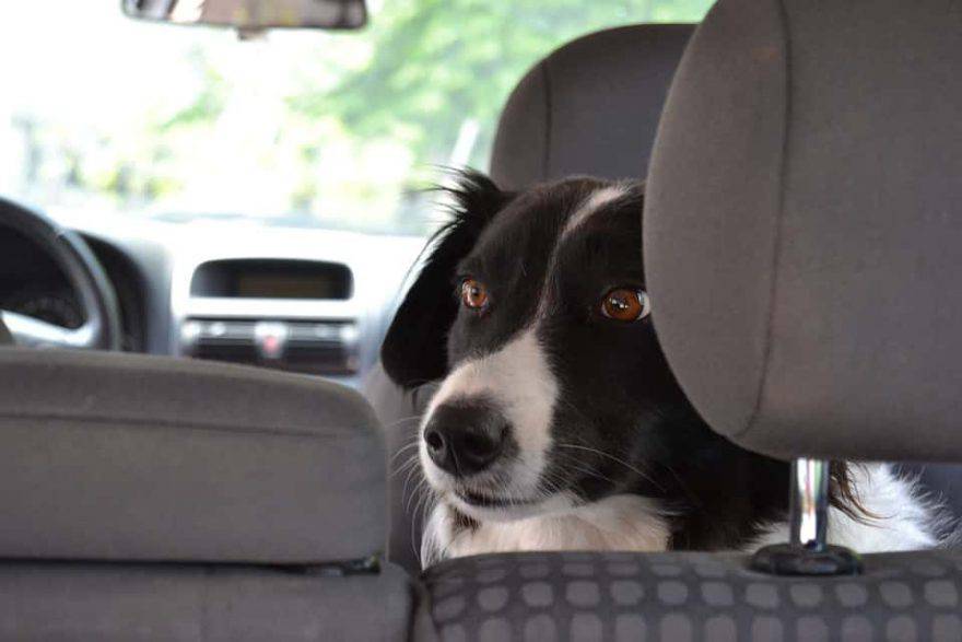Cómo proteger a los perros que quedan en el coche