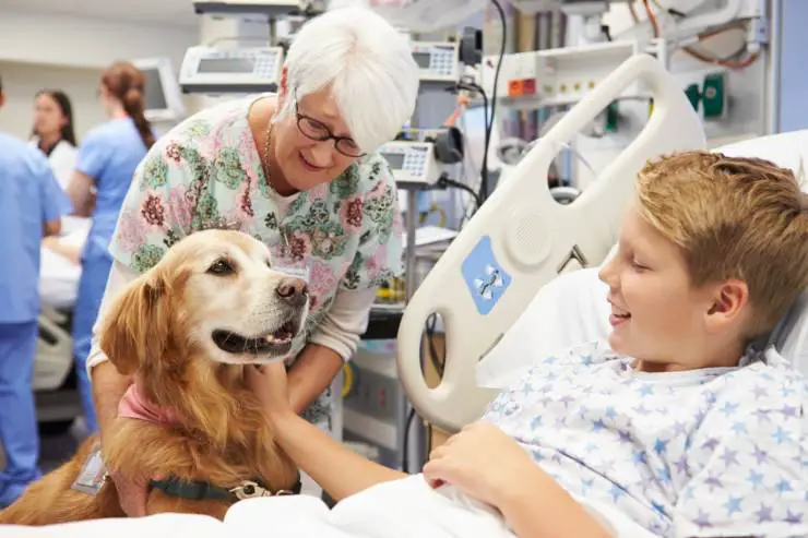 Perros en el hospital