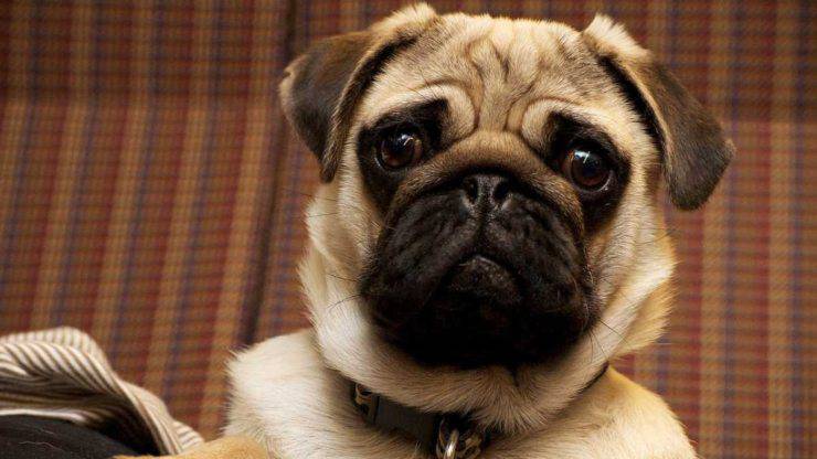 uno de los perros Molosser: el pug lindos perros moloso moloso moloso moloso