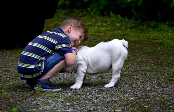 cachorro bebe