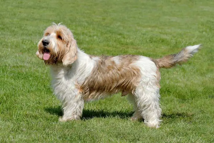 Petit basset griffon vendeen adulto