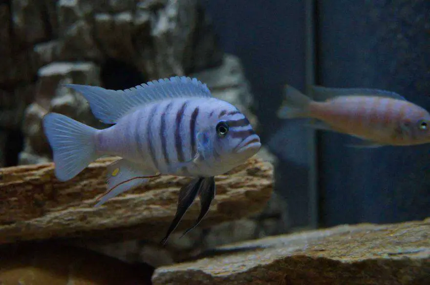 Pez cebra