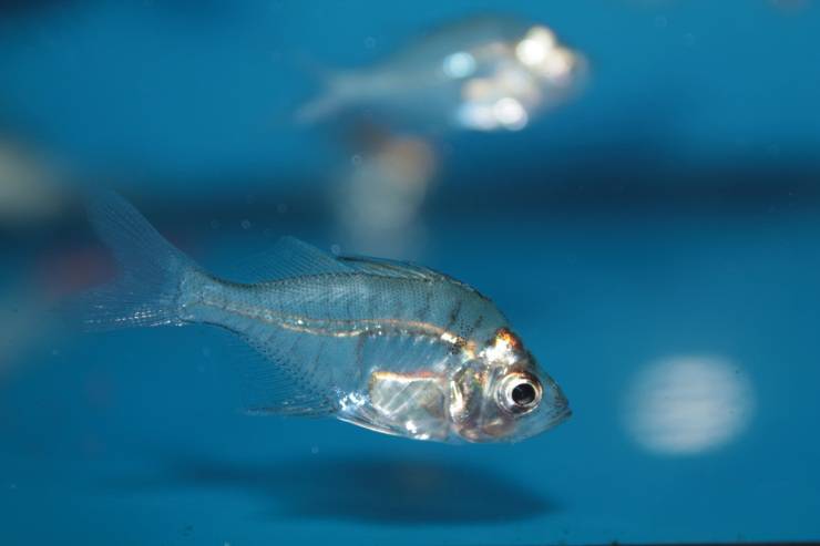 pez de cristal