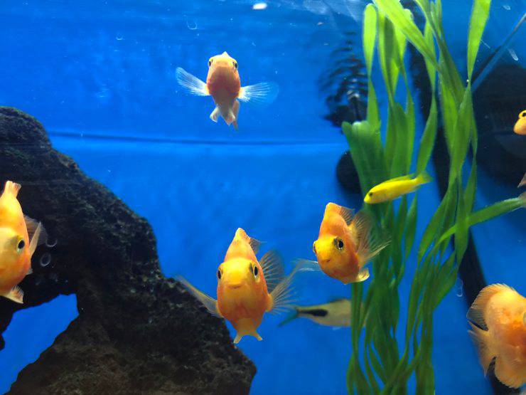 peces
