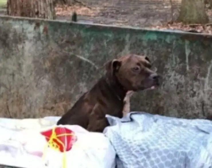 pitbull basura abandonada