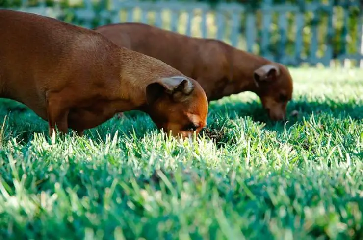 pica en perros