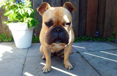 picaduras de insectos al perro