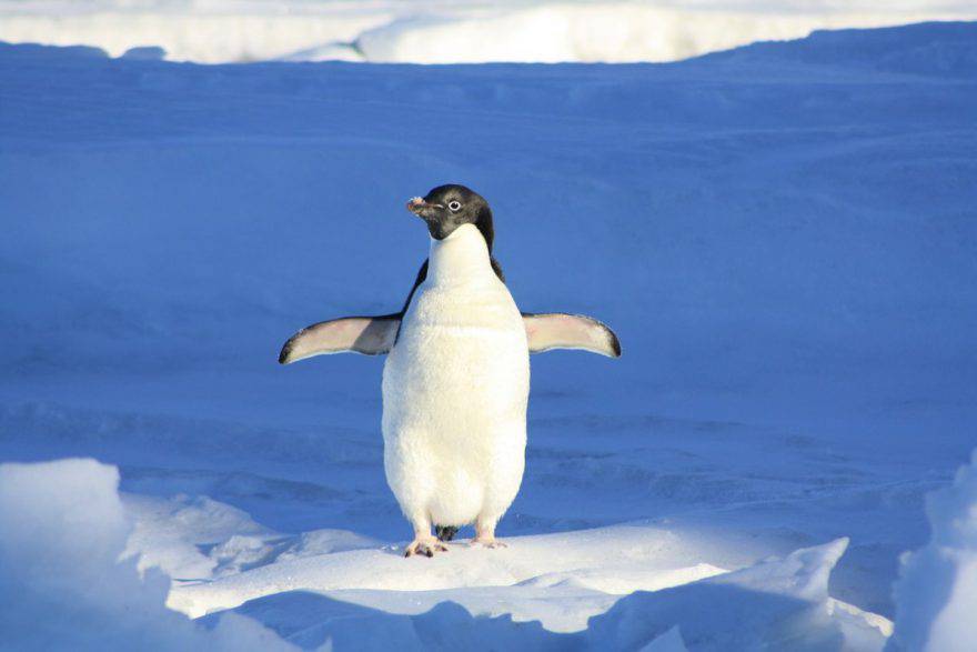 Pingüino: que come, donde vive, características y curiosidades - Vida con  Mascotas ▷➡️