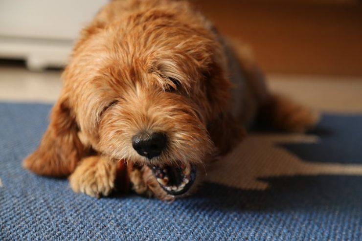 perro puede comer cotechino