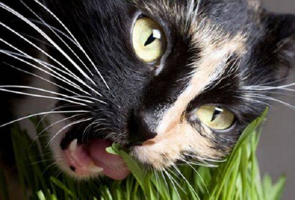 peligrosas los gatos: exteriores y - Vida Mascotas ▷➡️