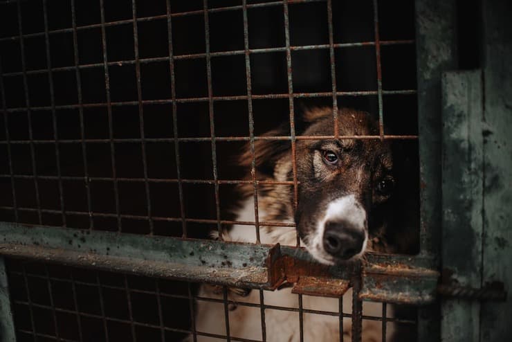 ¿Por qué adoptar un perro adulto? (Foto de Adobe Stock)