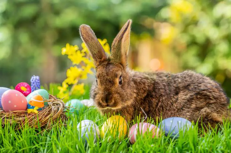 Conejo como símbolo de la Pascua