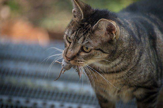 Gato depredador