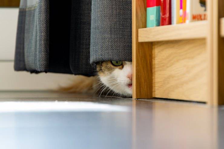 Al gato le encantan los espacios pequeños