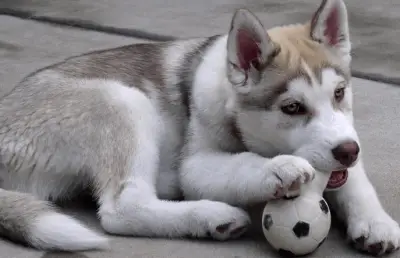 blanco