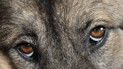 Prevención de la leishmaniasis