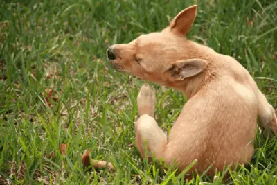 parásitos de perros