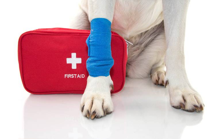 primeros auxilios para animales