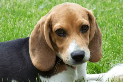 beagle