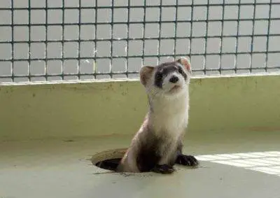 prohíbe a los animales hurones