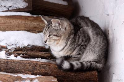 El gatito gris se congela en madera de invierno
