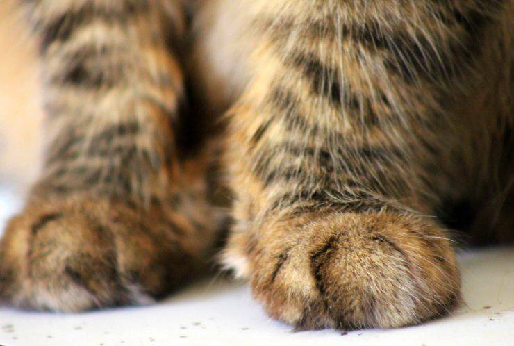 Protege las patas del gato del calor.