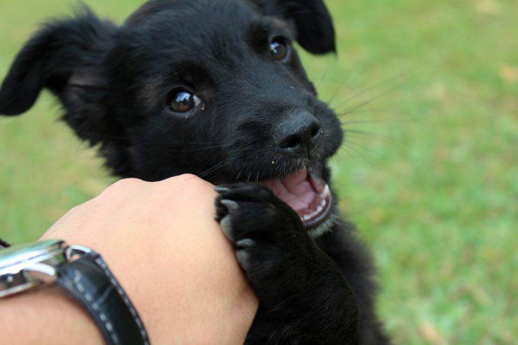prueba de inteligencia de perros